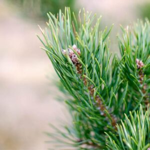 Pine needles: A super drug against the harmful spike proteins of the Covid jab & other useful references for spike detoxification