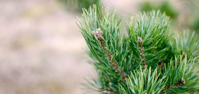 Pine needles: A super drug against the harmful spike proteins of the Covid jab & other useful references for spike detoxification